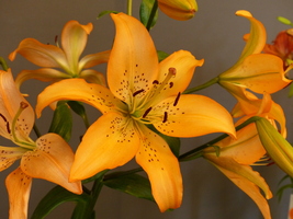 Foto: Dr. Peter Müller